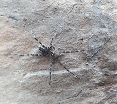 Paradossenus longipes