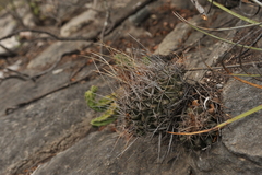 Thelocactus tulensis