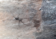 Paradossenus longipes