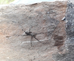 Paradossenus longipes