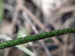 Arachniodes pseudoaristata