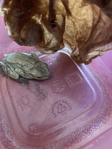 Cuban Tree Frog, Chittenden, Vermont, United States, photo 10 of 10