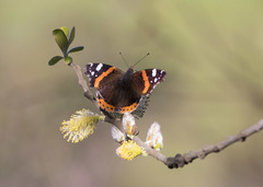 Vanessa atalanta