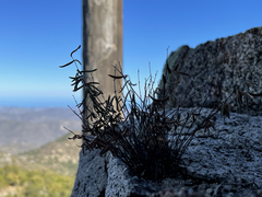 Pellaea ternifolia brandegeei