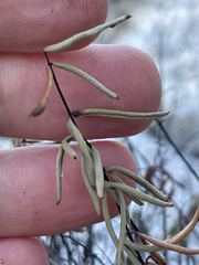 Pellaea ternifolia brandegeei