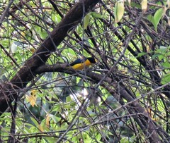 Euphonia luteicapilla