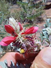 Indigofera mollicoma