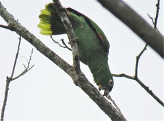 Amazona farinosa image