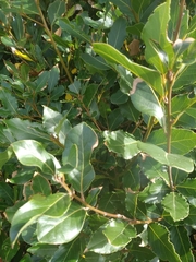 Laurus azorica