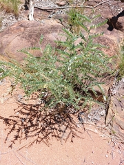 Indigofera mollicoma