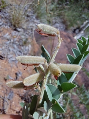 Indigofera mollicoma