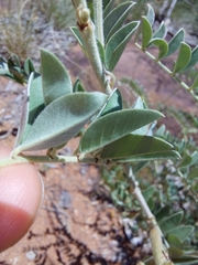 Indigofera mollicoma
