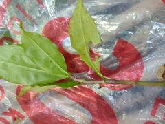 Dichorisandra hexandra