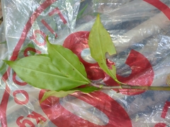 Dichorisandra hexandra