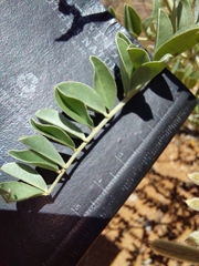 Indigofera mollicoma