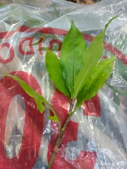 Dichorisandra hexandra