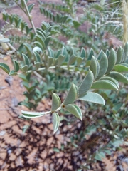 Indigofera mollicoma