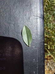 Indigofera mollicoma