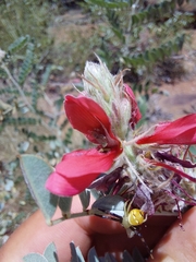 Indigofera mollicoma