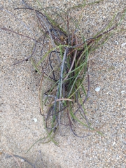 Syringodium filiforme