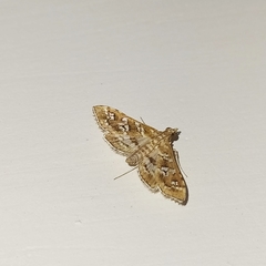 Sameodes