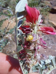 Indigofera mollicoma