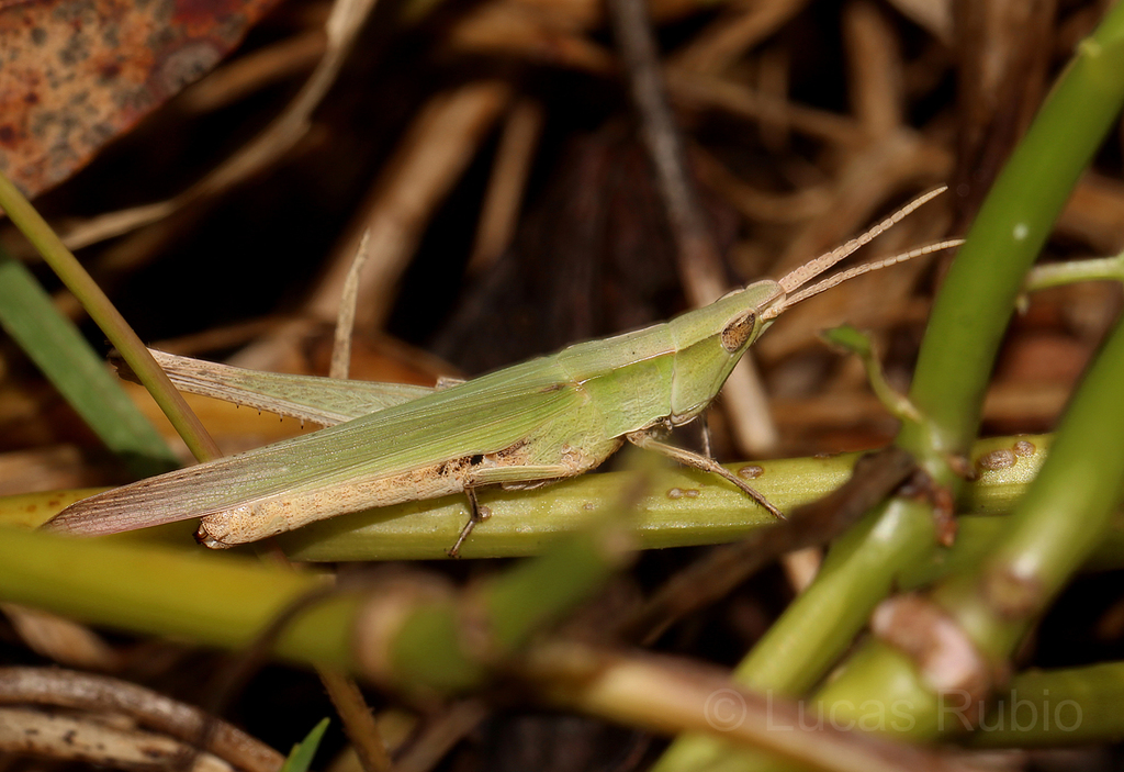 Allotruxalis gracilis