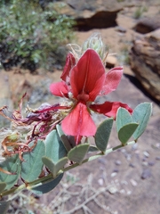 Indigofera mollicoma
