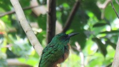 Jacamerops aureus