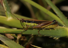 Scotussa impudica