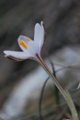 Crocus cambessedesii
