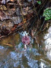 Aristolochia weddellii