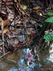 Aristolochia weddellii