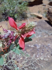 Indigofera mollicoma