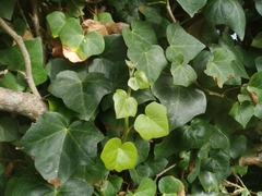 Hedera azorica