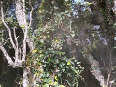 Hedera azorica