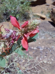 Indigofera mollicoma