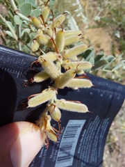 Indigofera mollicoma