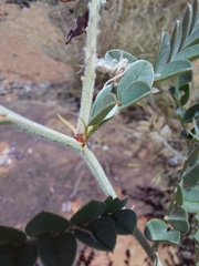 Indigofera mollicoma