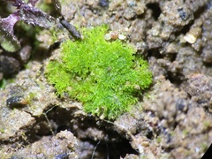 Asterosiphon dichotomus