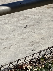 Motacilla alba