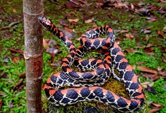 Siphlophis pulcher