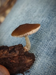 Pluteus satur