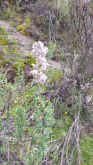 Valeriana microphylla