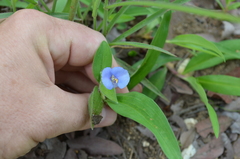 Commelina bracteosa