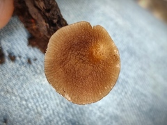 Pluteus satur