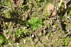 Fossombronia wondraczekii