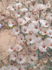 Limonium longifolium