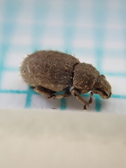 Trachyphloeus alternans