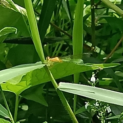 Ischnura senegalensis